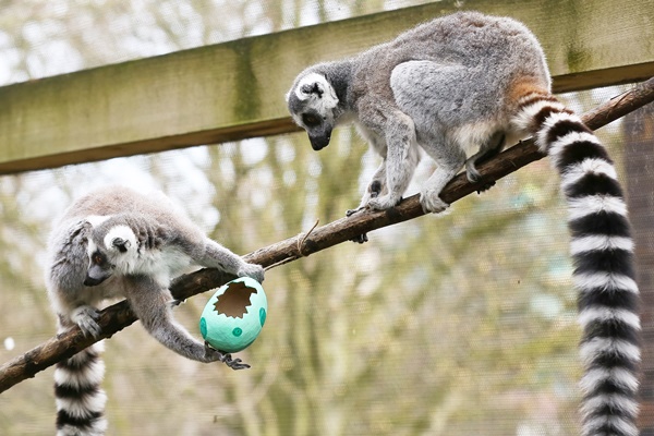Easy to Remember Ring Tail Lemur Monkey Facts for Kids