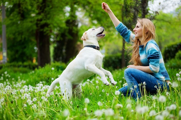 Male Or Female Dog Which Pet Is Good For You Or How To Choose