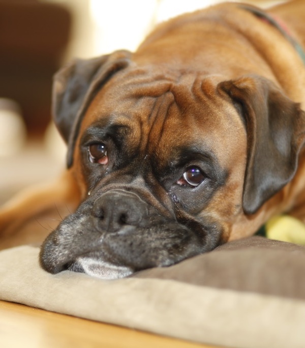 Most Common Causes of Sudden Death in Dogs