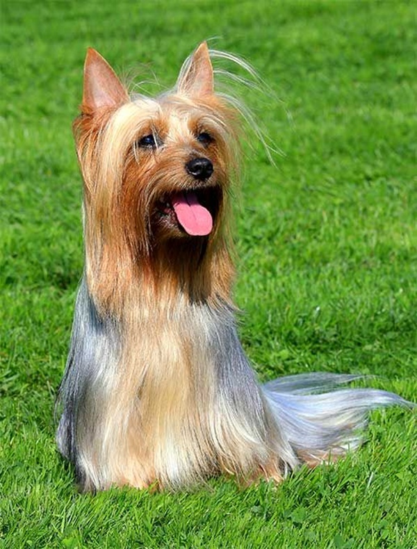Most Popular Cheapest Dog Breeds in the World