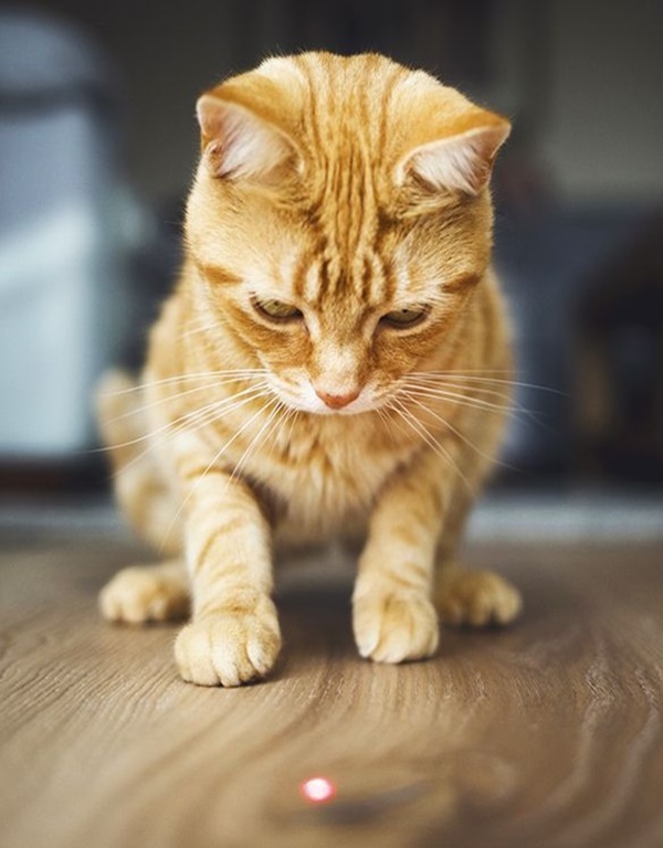 Ways To Encourage Your Cats To Stop Being Lazy