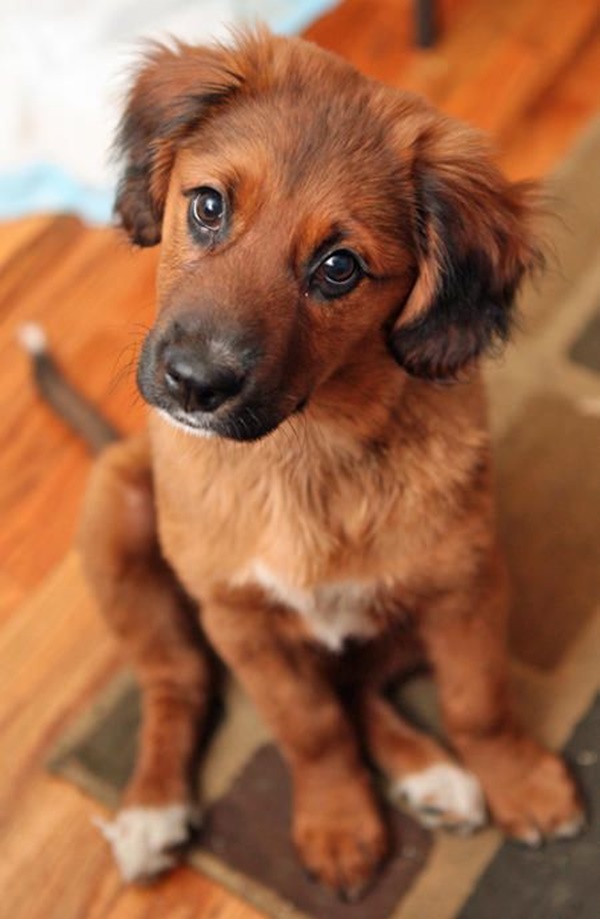 Beautiful Breeds of Dogs with Floppy Ears