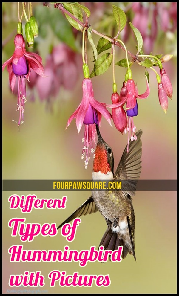 Different Types of Hummingbird with Pictures