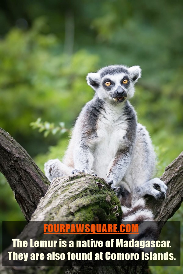 Easy to Remember Ring Tail Lemur Monkey Facts for Kids
