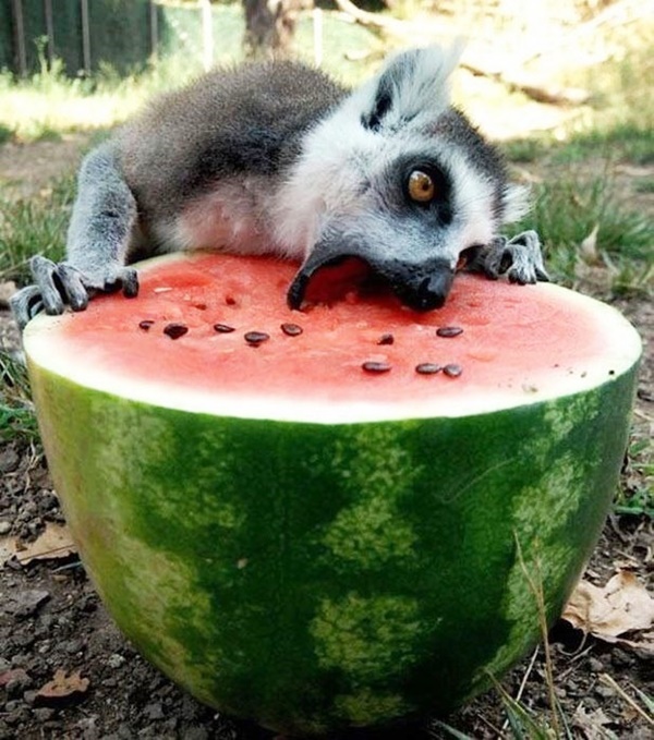 Pictures of Animals with their Favorite Food