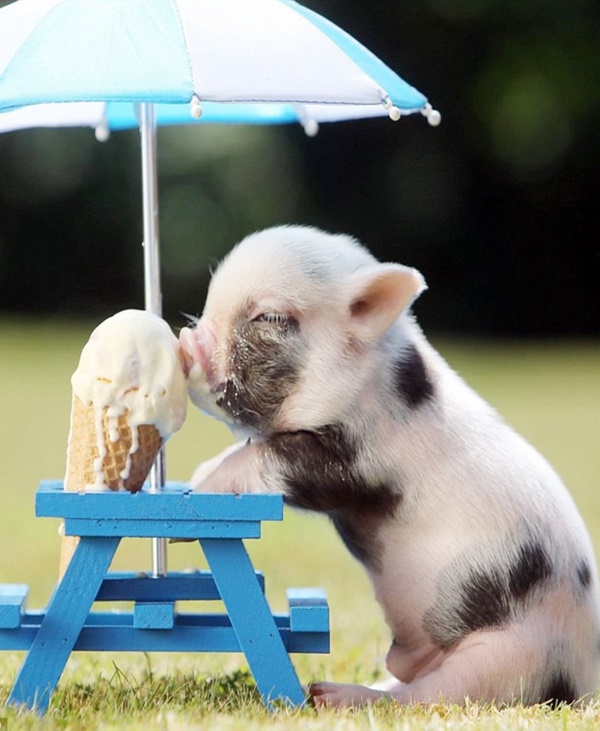 Pictures of Animals with their Favorite Food