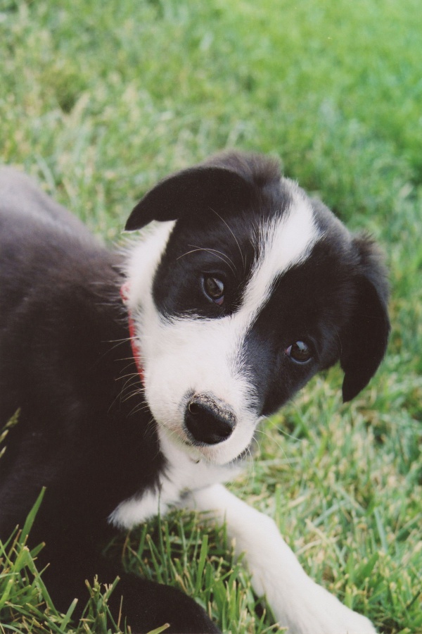 Adorable Pictures Of Short Haired Border Collie