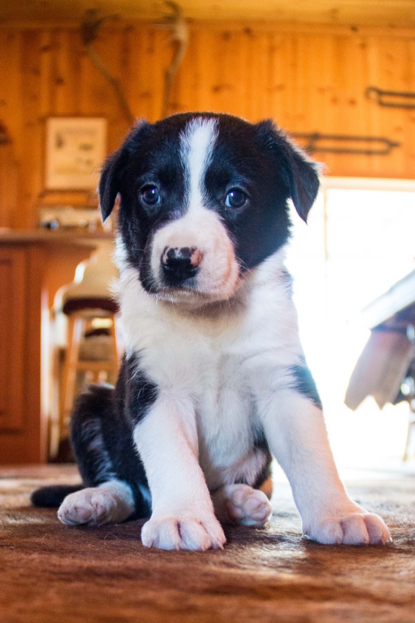 35 Aww Adorable Pictures Of Short Haired Border Collie