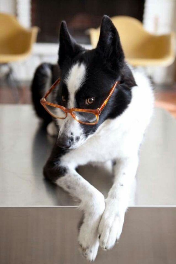 Adorable Pictures Of Short Haired Border Collie