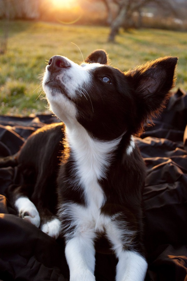 35 Aww Adorable Pictures Of Short Haired Border Collie