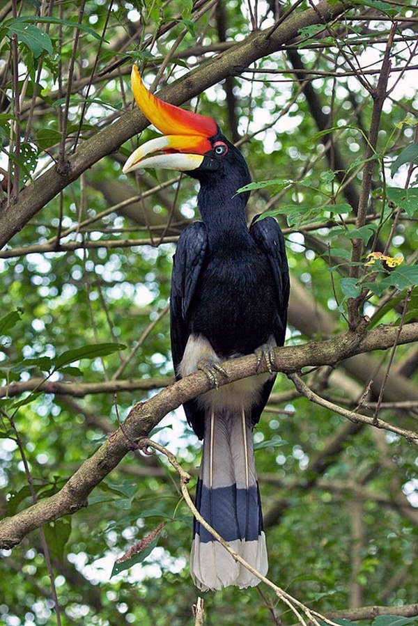 Bird With Long Beak