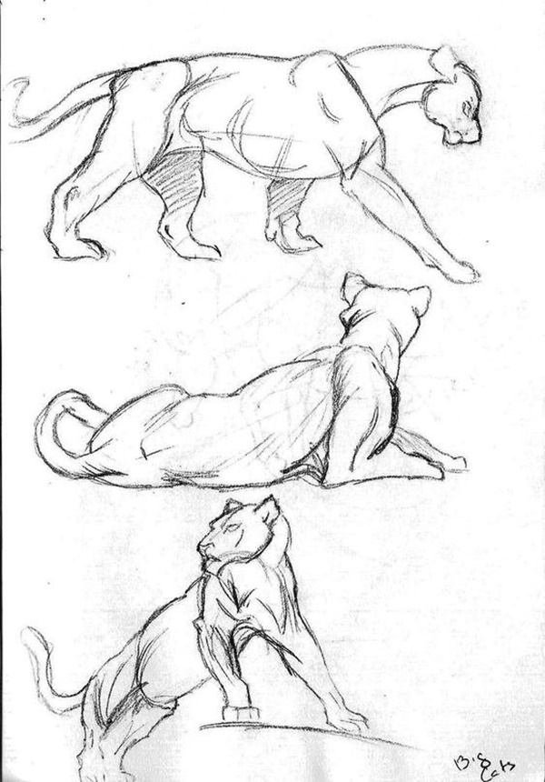 Easy And Practicable Tailandfur Sketches