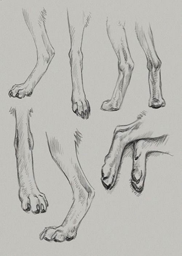 Easy And Practicable Tailandfur Sketches