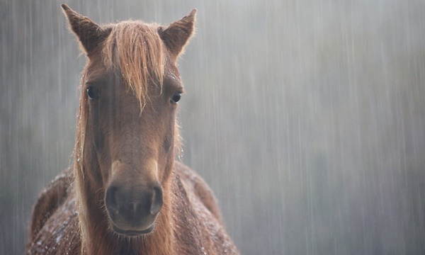 Excellent Photography of Animals in Rain