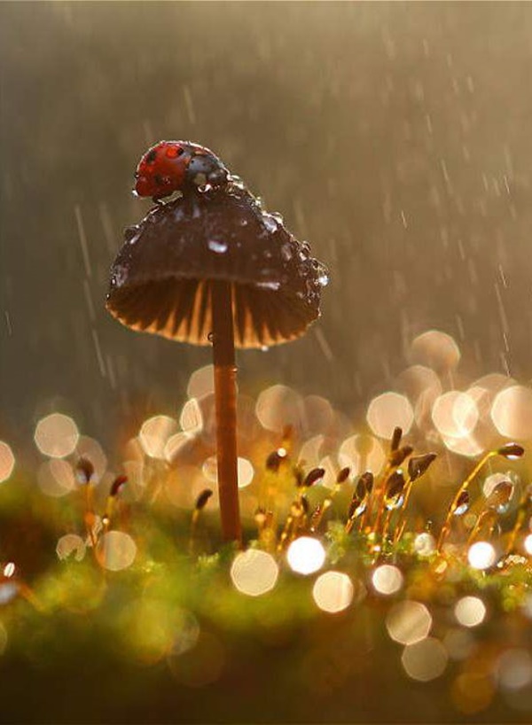 Excellent Photography of Animals in Rain