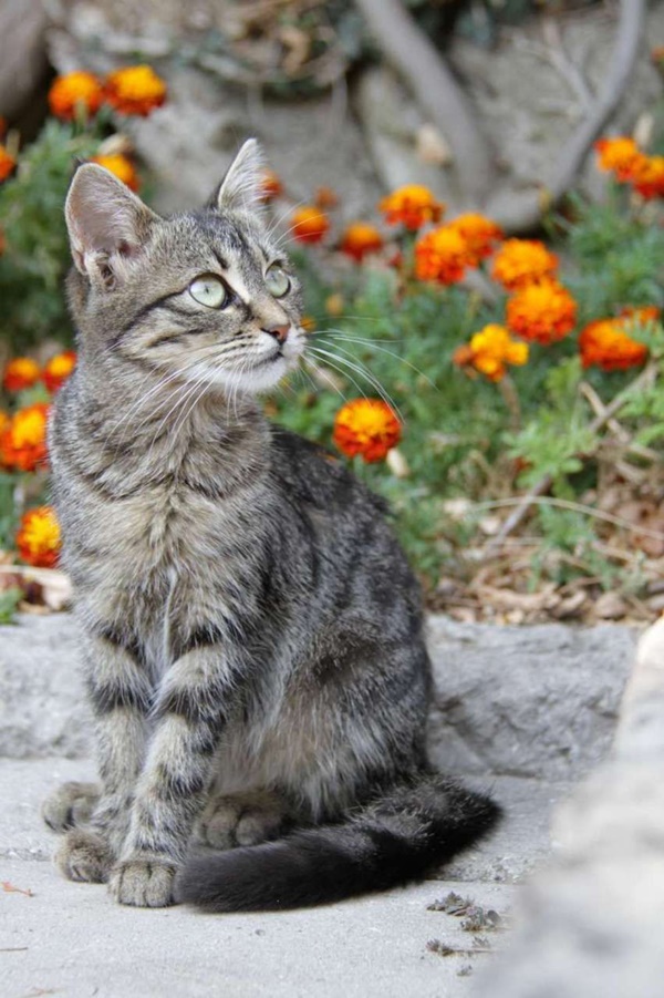 15 Famous Striped Cat Breeds in the world