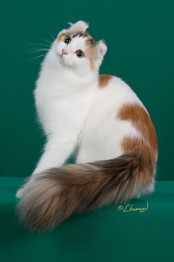 Famous Striped Cat Breeds in the world