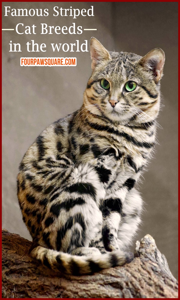 Famous Striped Cat Breeds in the world