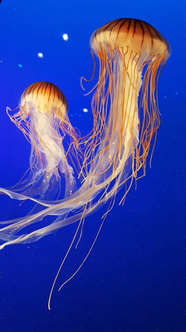 Jellyfish Sting Symptoms and Treatment