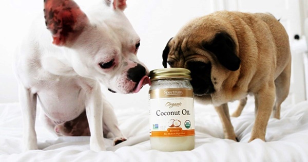 Natural Home Remedies To Get Rid Of Dogs Bad Breath