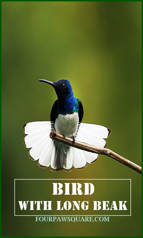 12 Bird With Long Beak: Explain With Pictures