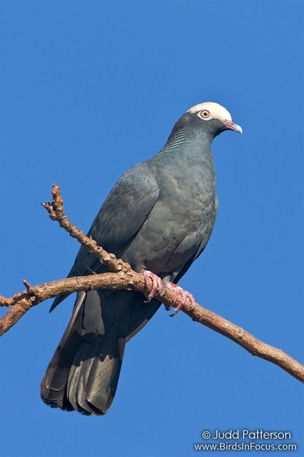 Types Of Pigeon Breeds You Must Know