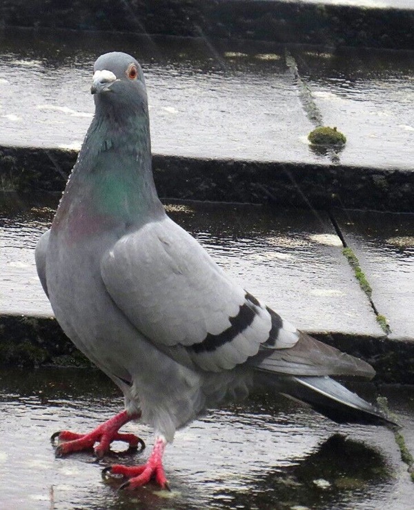 Types Of Pigeon Breeds You Must Know