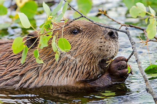 Adorable and Cute Baby Beaver Pictures