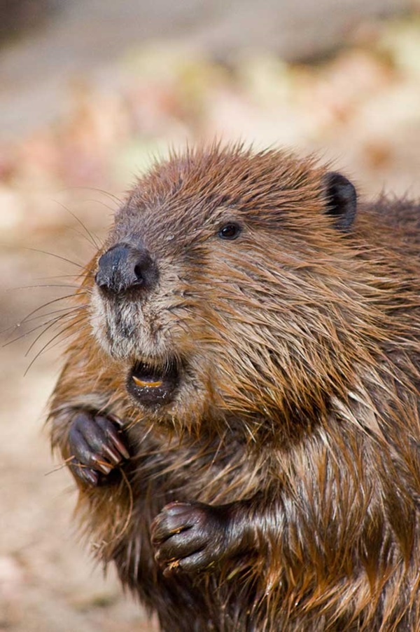 Adorable and Cute Baby Beaver Pictures 