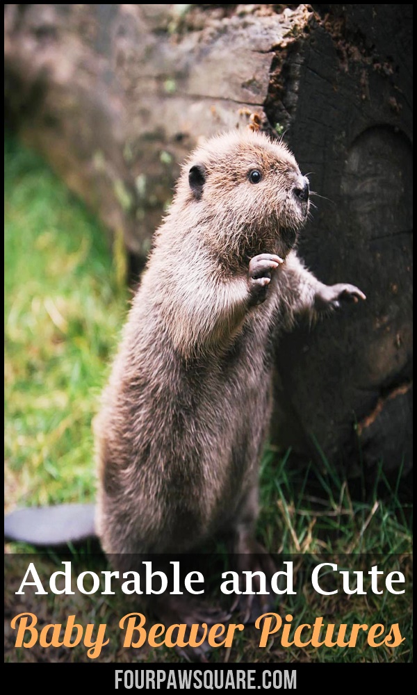 Adorable and Cute Baby Beaver Pictures
