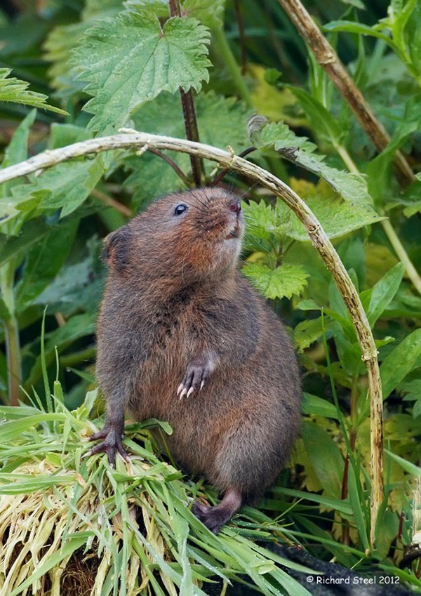 Adorable and Cute Baby Beaver Pictures 