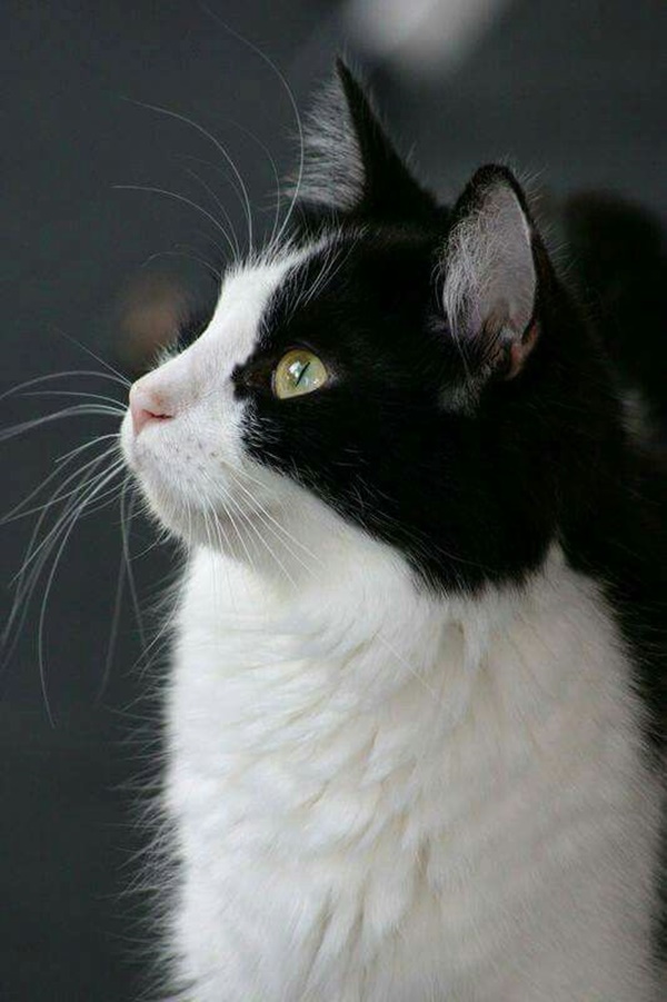 Attractive black and white cat Pictures
