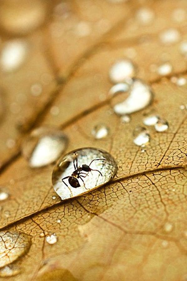 Beautiful Pictures of Animals Macro Photography