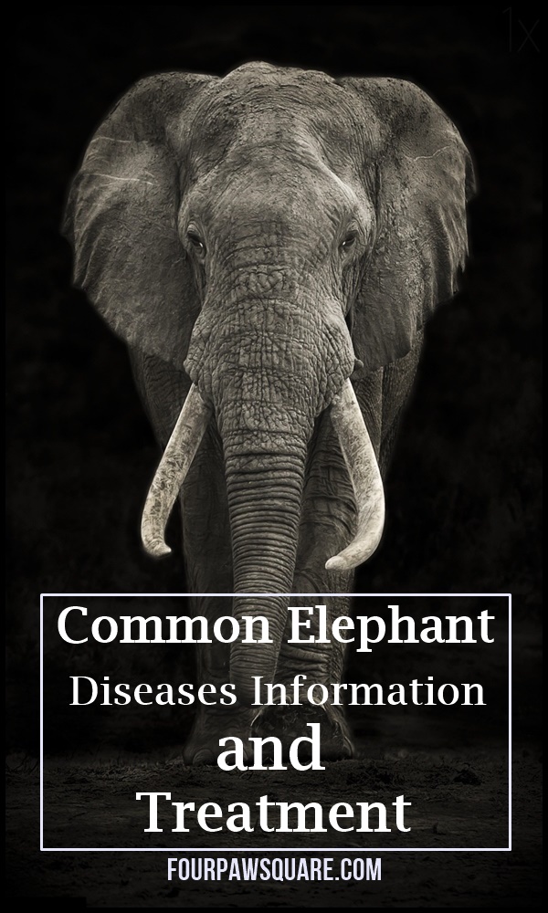 Common Elephant Diseases Information and Treatment