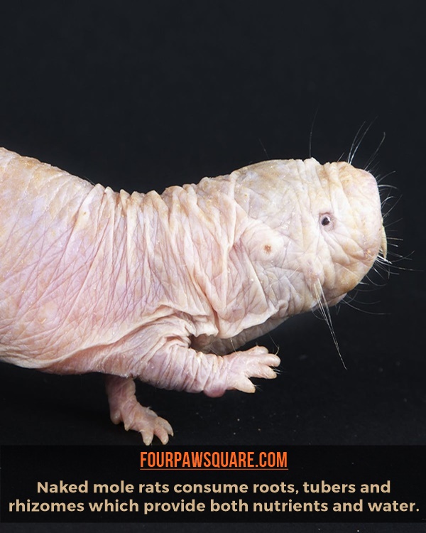 Easy To Remember Hairless Mole Rat Facts