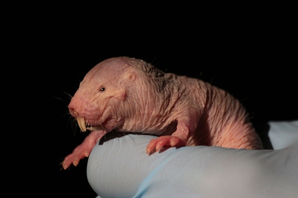 Easy To Remember Hairless Mole Rat Facts