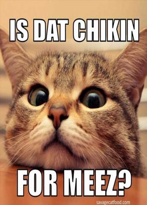 40 Funny Pictures Of Cat Memes To Brighten Up Your Day