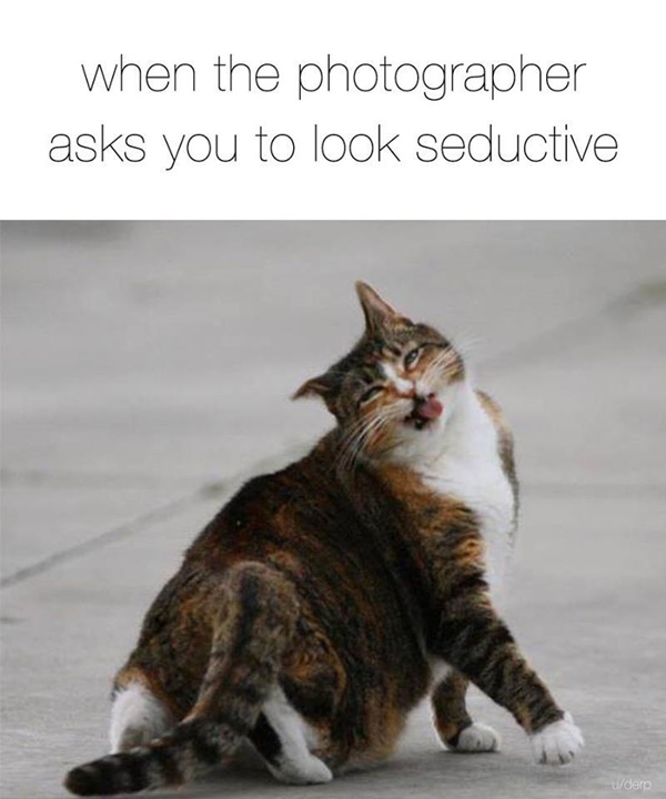 Funny Pictures Of Cat Memes To Brighten Up Your Day