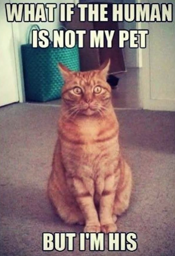 Funny Pictures of cat memes to Brighten up your day.