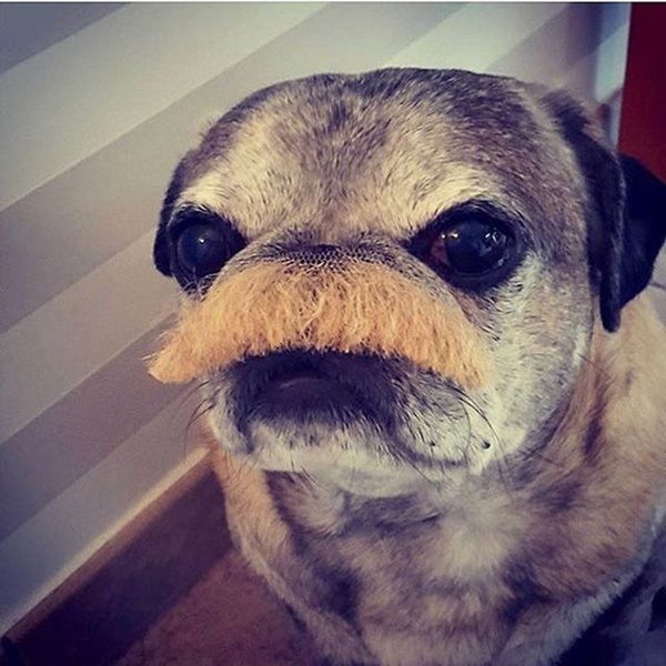 Funny Pictures of animals with Mustaches﻿