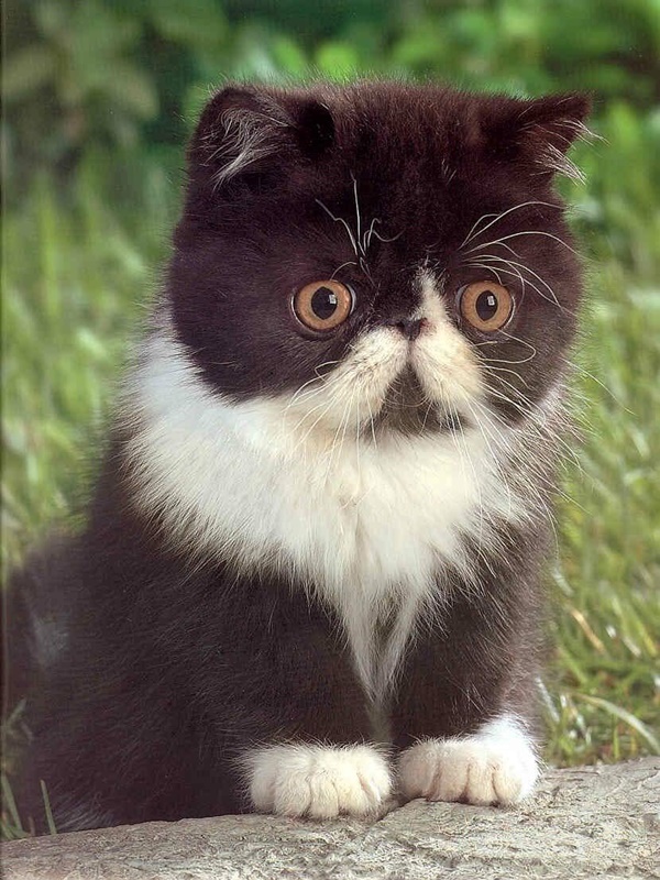 Funny Pictures of animals with Mustaches﻿
