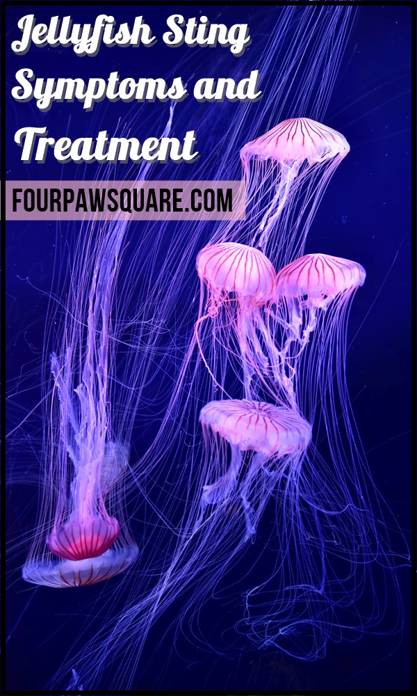 Jellyfish Sting Symptoms and Treatment