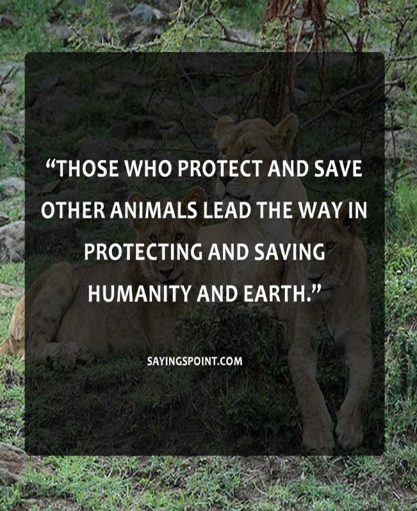 30 Popular Saying And Slogan On Save Animals