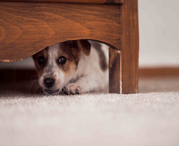 Possible Reasons Your Dog May Be Whining