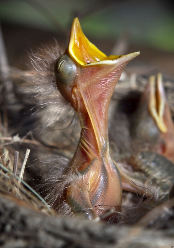 What To Feed Newborn Baby Birds