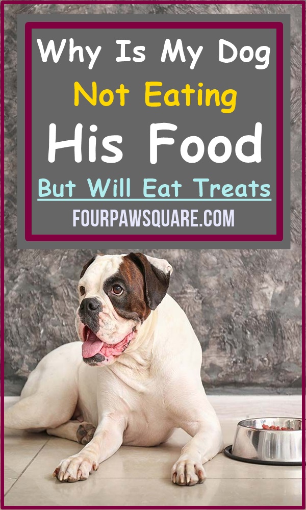 Why Is My Dog Not Eating His Food But Will Eat Treats: 10 Reasons