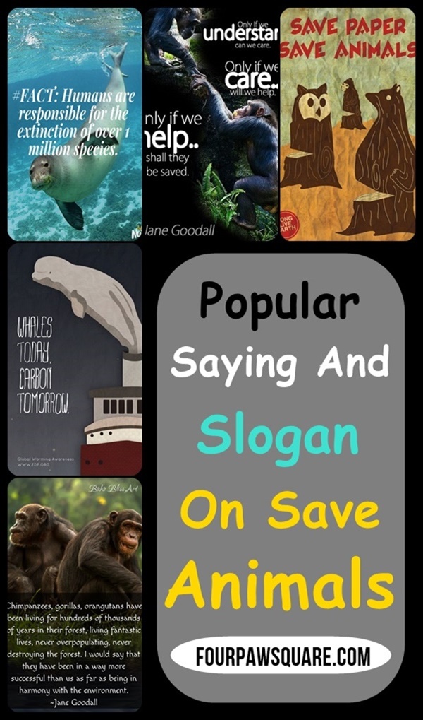 Popular Saying And Slogan On Save Animals