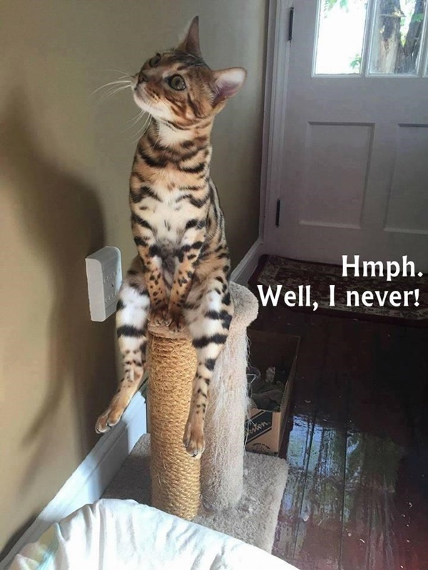 All-time Funny Cat Memes Ever On The Internet