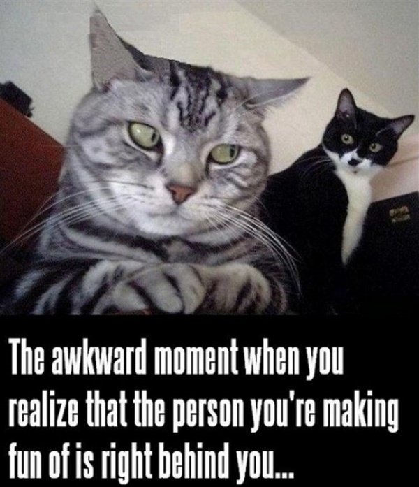 40 All-time Funny Cat Memes Ever On The Internet