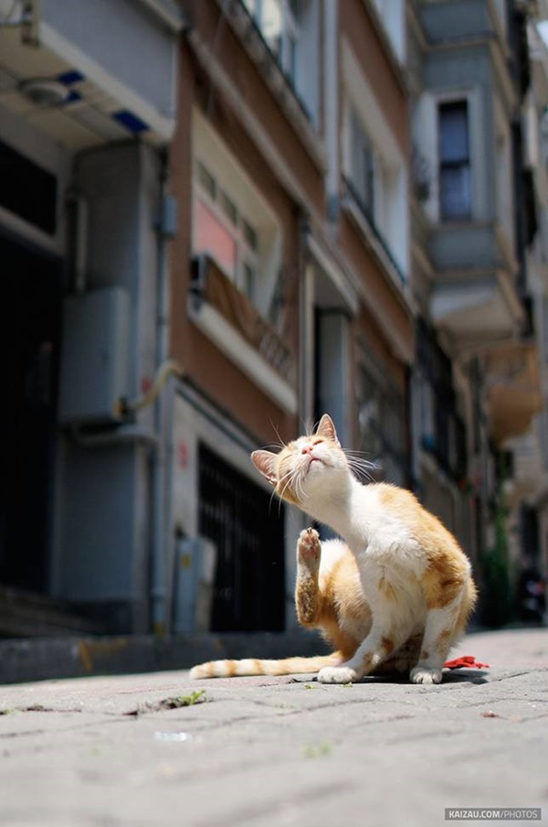 Amazing Collection Of Street Animals’ Photography